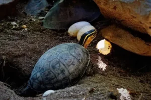 Luminária tipo tartaruga à prova de explosão: segurança ideal em ambientes industriais